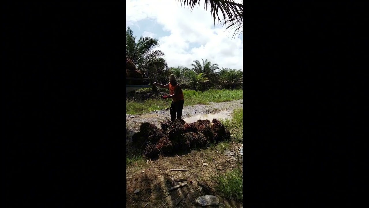 pekerjaan loding buah sawit di Malaysia