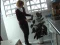 Cómo ubicar las plantas según el Feng Shui