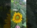 Sunflowers Steal The Show Sunflowers Steal The Show