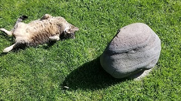 Second largest Stony Iron Meteorite found in the Northwest. Iron/Nickle/Alum. Used in Rituals