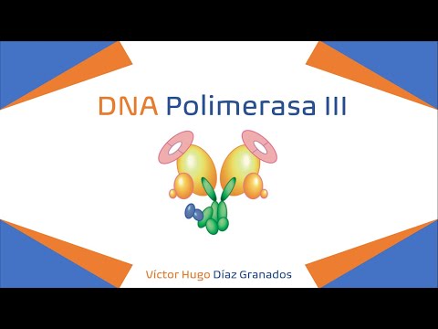 Video: ¿La ADN polimerasa 3 es una holoenzima?