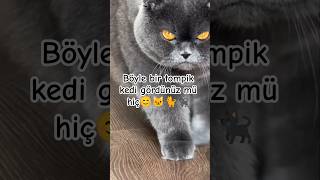 Mutlufaki̇rögg Böyle Bi̇r Tombi̇k Kedi̇ Gördünüz Mü Hi̇ç