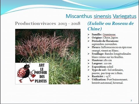 Vidéo: Miscanthus Maiden Grass - Conseils pour la culture de variétés de Maiden Grass