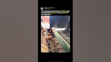 Genius Potato Sorting Trick You Must See 🥔