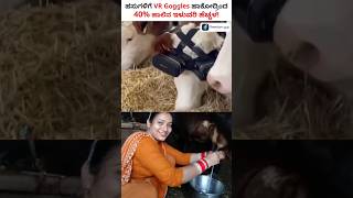 Do VR Glasses Increase The Milk Production of Cows Shorts  Cow VRGlasses MilkProduction