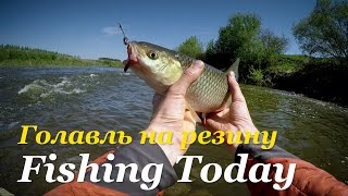 Голавль на резину. Тактика ловли в течение дня. Приманки - Fishing Today