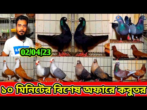 ১০ মিনিটের বিশেষ অফারে কম দামে কবুতর কিনুন | ফেন্সি কবুতরের নতুন ভিডিও