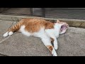 苗を畑へ移植します。うまくできたか猫さんがチェック・・するのかな？【侵入した野良仔猫】～家猫修行中～