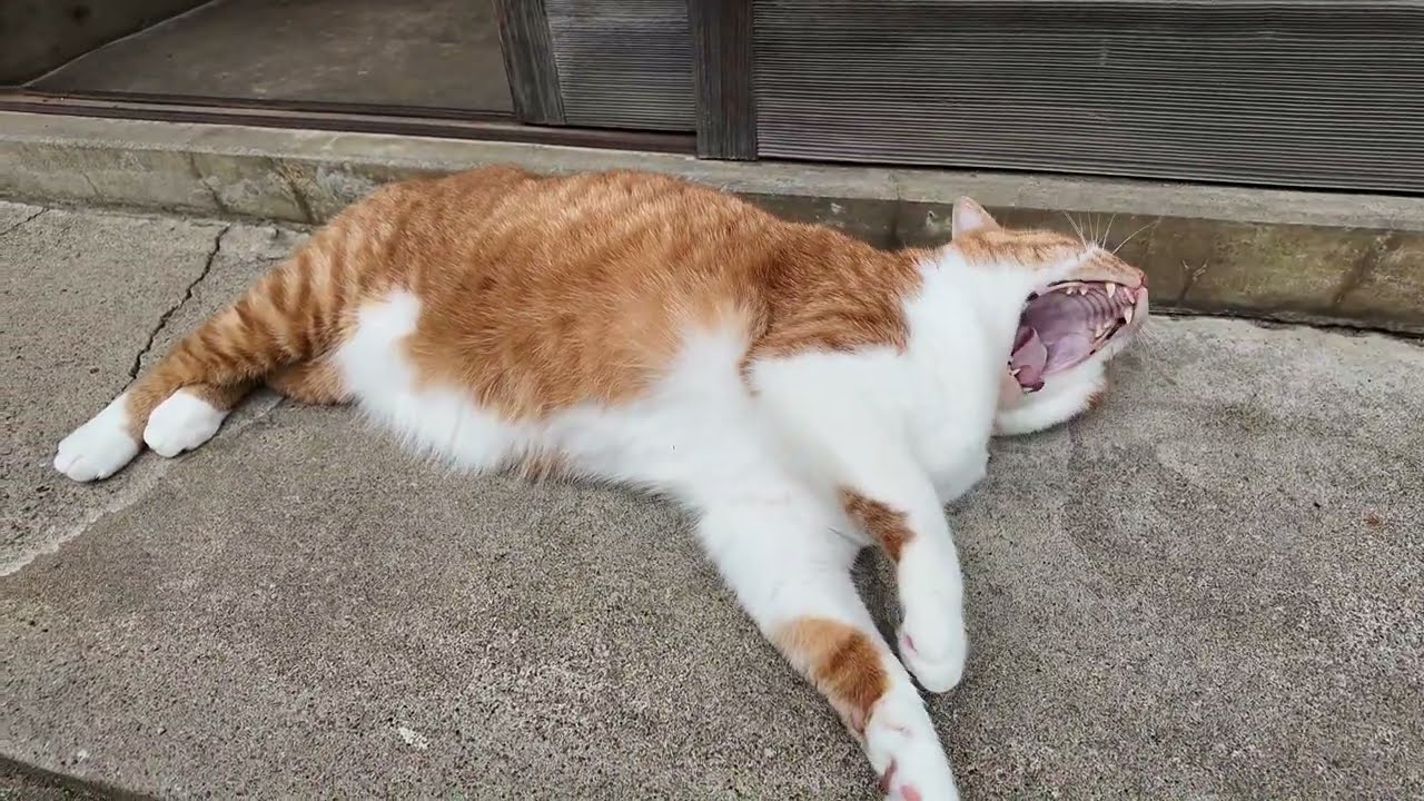 苗を畑へ移植します。うまくできたか猫さんがチェック・・するのかな？【侵入した野良仔猫】～家猫修行中～