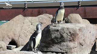 Meet Dave and Rita Mae: The National Aviary's youngest African Penguins