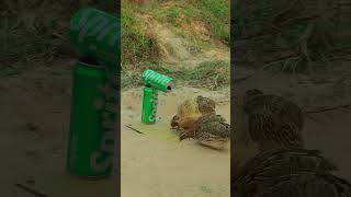 Creative Simple Underground Quail Trap Using Paper &amp; Cans 2 #trapping #shorts #trap #parrot #birds