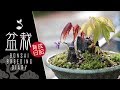 ゼロから始める盆栽道 ほぼ日盆栽育成日記 40 Bonsai breeding diary 盆栽 初心者 beginner japan