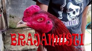 Ayam Pama Juara 30 Milyar di Thailand milik Meesuwan farm, Video di deskripsi, cek linknya. 