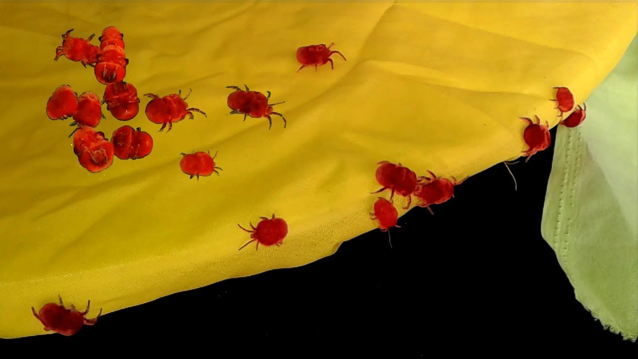 Red Velvet Mites Rain Bugs Trombidiidae Birba Boti Velvet red-velvet-mites-rain-bugs-trombidiidae-birba-boti-velvet