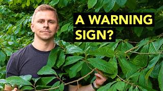 Eastern Forests Are Changing — And Pawpaw Is Winning