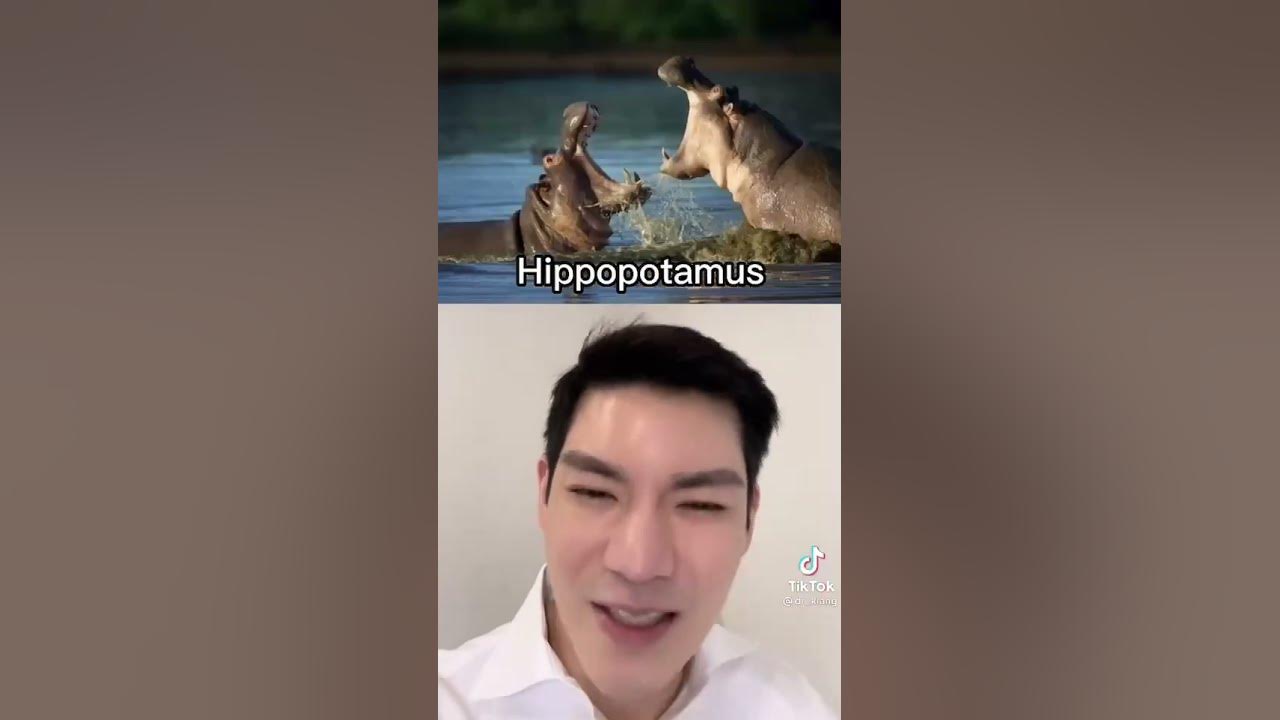 Hippocampus VS Hippopotamus YouTube