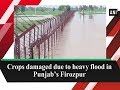 Crops Damaged Due To Heavy Flood In Punjab’s Firozpur | ANI News