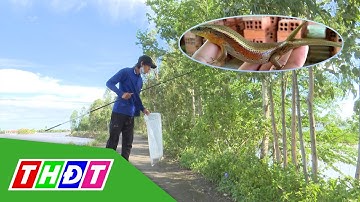 Độc đáo dùng vòng tròn dế bắt rắn mối | THDT