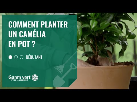 Vidéo: Care For Camellia In Pots - Conseils pour cultiver des camélias en pots