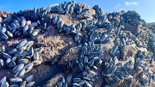 Coastal Foraging - Searching tidepools for Mussels and Clams - Clean and Cookup Autumn 2023