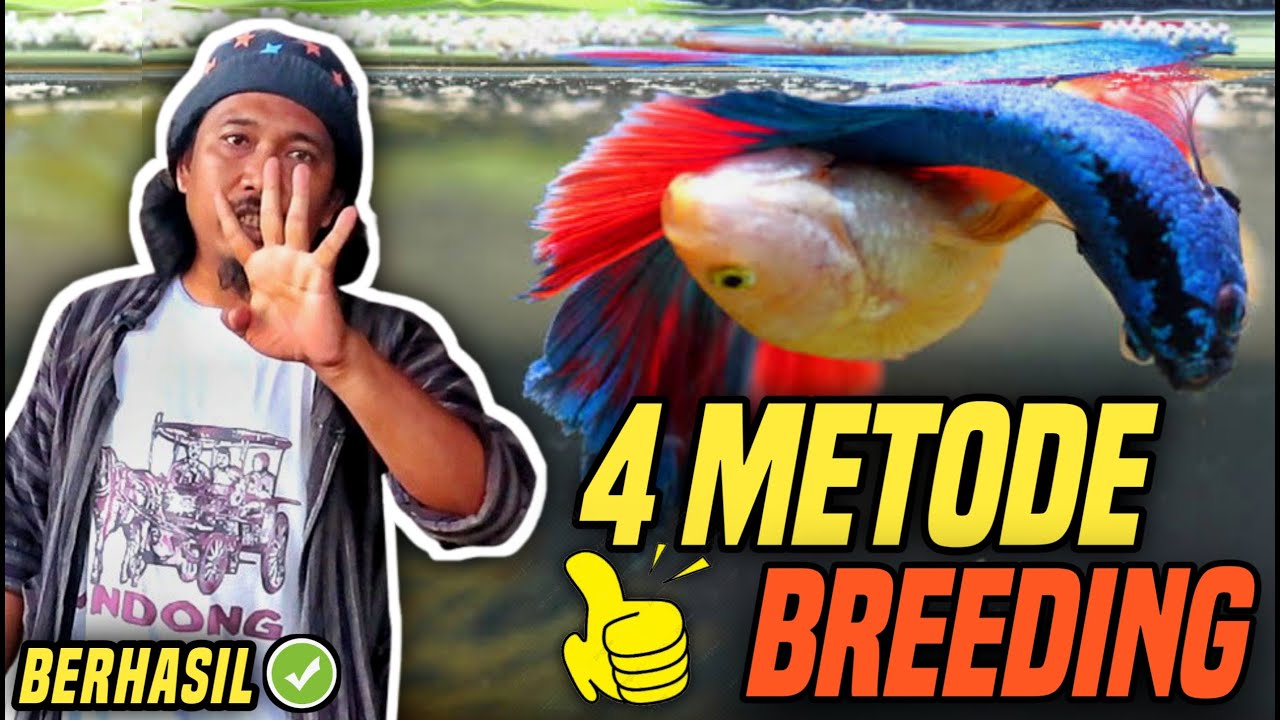 CARA MUDAH TERNAK DAN BUDIDAYA IKAN CUPANG || BREEDING BETTA FISH