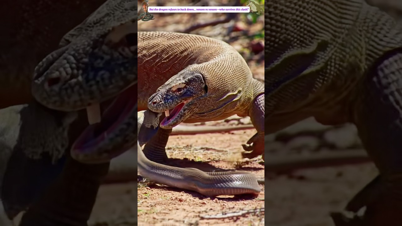 Dragon King Poisoned? Black Cobra Attacks 🇺🇸 