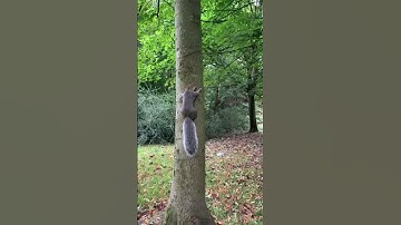 Squirrel 🐿️ climbing a tree 🌳 #nature #squirrel #tree