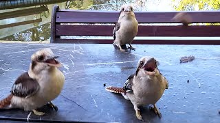 3 Wild Kookaburras Catching! - Casual Chaos and Cuteness #30