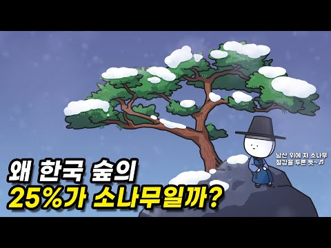 한국에는 소나무가 왜 이렇게 많은 걸까?