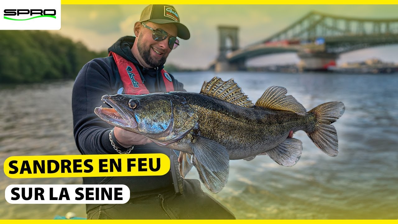 Sandres déchaînés en Seine ! Le coloris Lemon fait la différence 🎣 + Brochets & Silures au programme