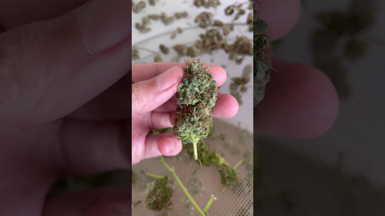 Quanto tempo demora para minha/ flores secarem? 