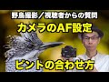【野鳥撮影】SONY製カメラのAF設定・ピントの合わせ方を紹介【視聴者さんからの質問】
