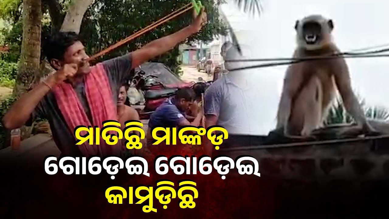 ଗୋପ ଅଞ୍ଚଳରେ ମାଙ୍କଡ ଆତଙ୍କ, ୧୮ ଜଣ ଗାଁ ଲୋକେ ଆହତ ହେବା ସହ ବନବିଭାଗର ୩ଜଣ ଷ୍ଟାପ