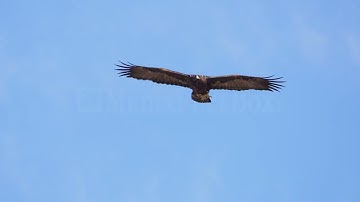 Stock Video - Golden eagle gliding through the sky over Wyoming