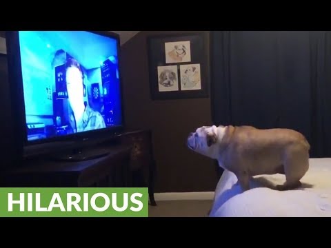 bulldog-watches-horror-movie-trailer,-has-epic-response