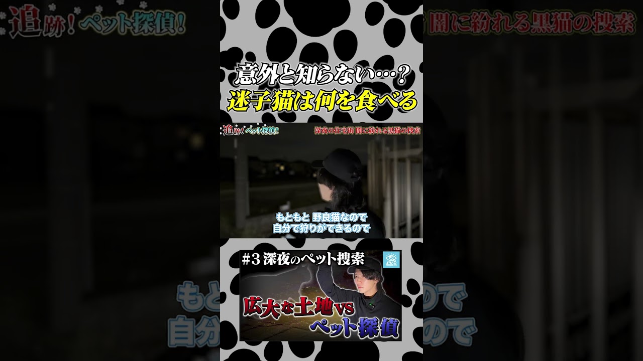 【意外と知らない】迷子猫は何を食べて生活してる？#shorts
