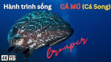 Cá Mú (Grouper): Điểm Nhấn Cuộc Sống Sinh Vật Biển Độc Đáo dưới Đại Dương