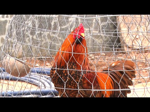 Tiếng Gáy Của Những Con Gà/ The Crowing Of The Chickens/ Tung Vlog | Foci