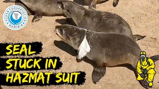 Seal Stuck in Hazmat Suit