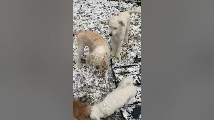 Sadie and Samuel the Goldendoodles play outside wi...