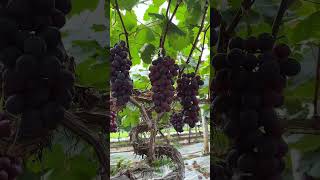 Download Lagu segar segar buaah anggurnya#music #instrumental #fruit MP3 Download Lagu segar segar buaah anggurnya#music #instrumental #fruit MP3