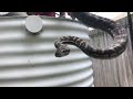 Big carpet python behind a water tank