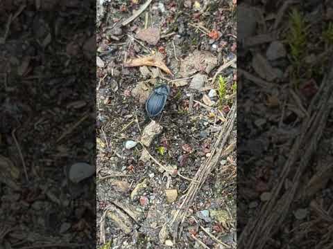 A Black Snail Beetle (Phosphuga atrata) scurrying across the path