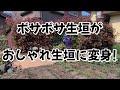 ぼさぼさ生垣を透き通った生垣に変身します!4月下旬