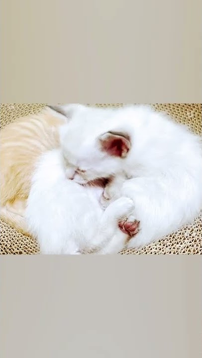 保護猫 ナラちゃんねる Youtube
