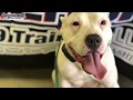 1 Year Old Pit Bull 1 Year Old Pit Bull