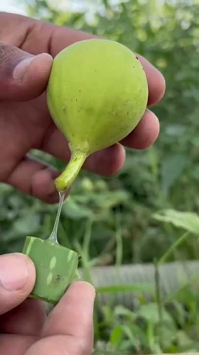cara menanam buah tin