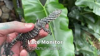 Breeding Lace Monitors / Breeding Varanus varius