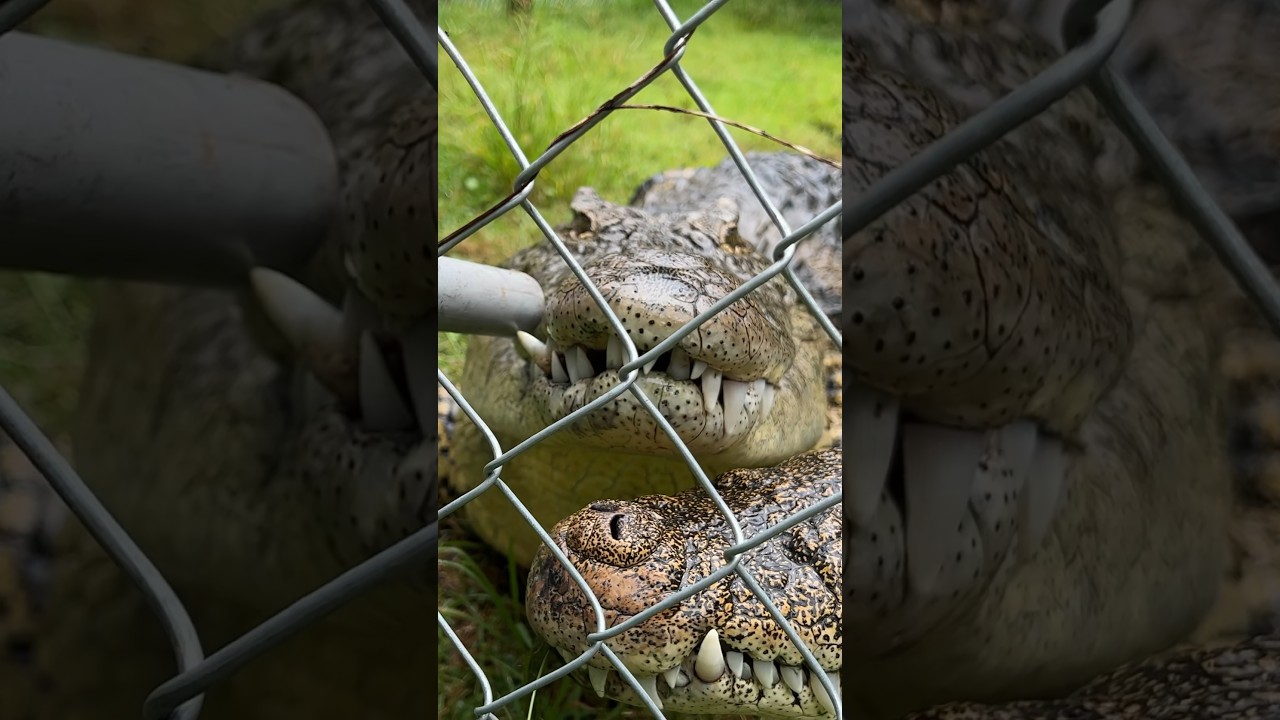 ⁣Crocodile looses Tooth! #short #shorts #animal #wildlife #crocodile