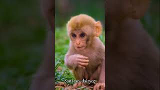 कभी बंदर को मरते देखा है।। क्यों नही मिलती बंदर की लाश।। देखिए सच @SumitFitHub